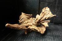 picture of Jungle Wood per Piece Sml                                                                            Rhixophora mangle